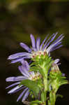 Southern pine aster